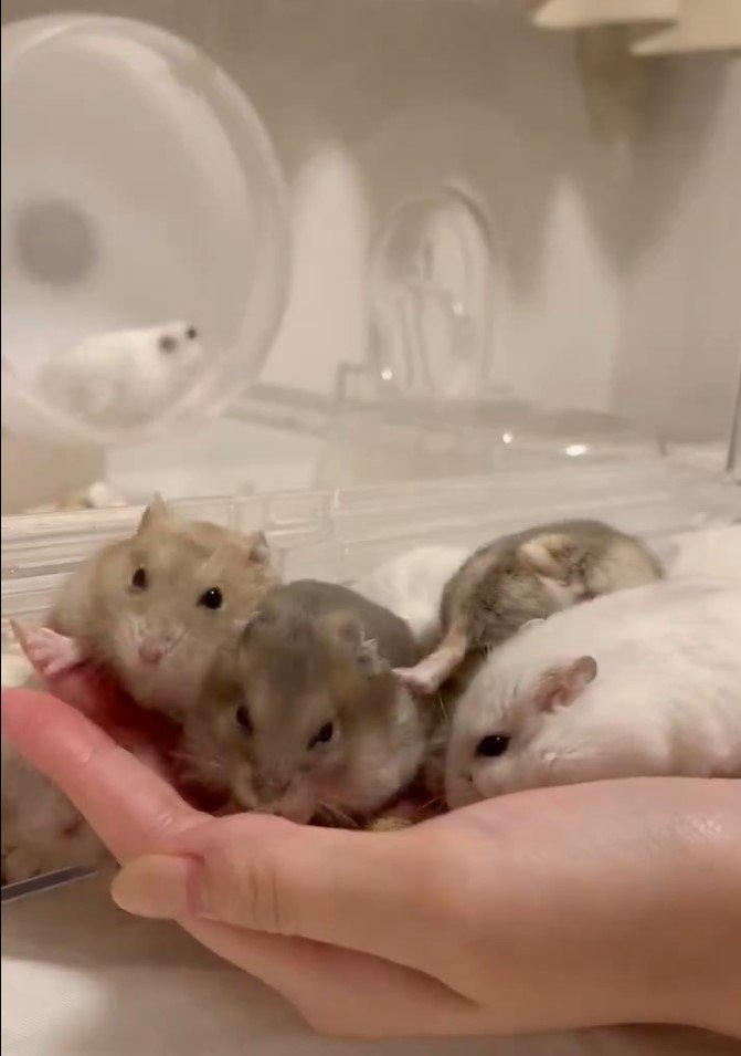 ハムスターが渋滞