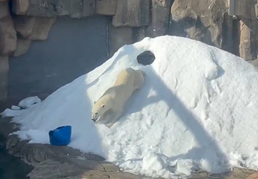 神戸市立王子動物園