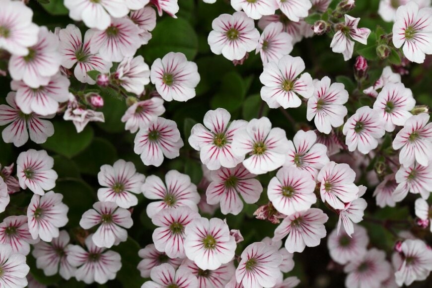 白い花びらの中にピンク色の模様が入ったカーペットカスミソウの花