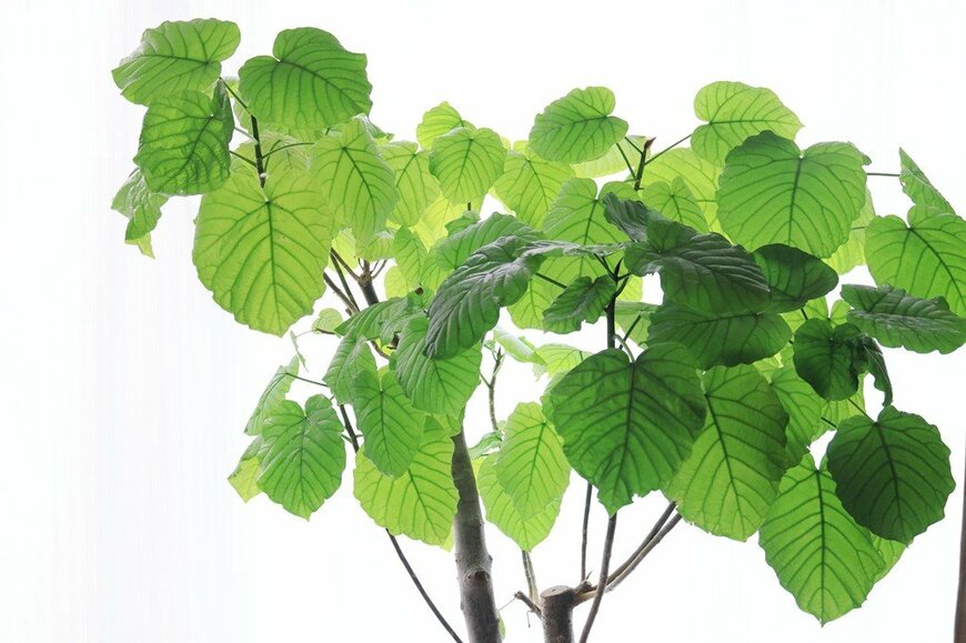 明るい緑色の葉を広げている、フィカス・ウンベラータ