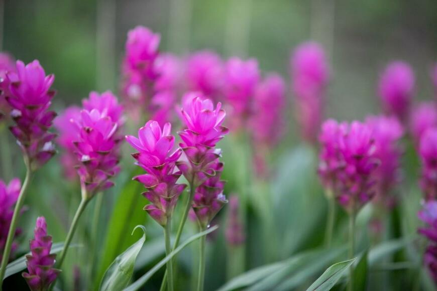 クルクマの花。色は濃いピンク。