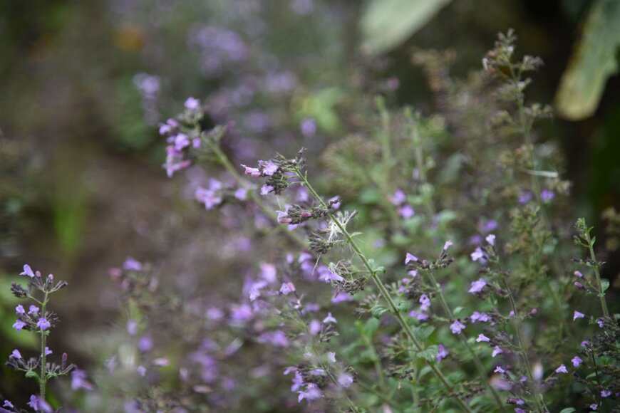 薄紫のカラミンサの花が咲いている。シソ科の多年草。