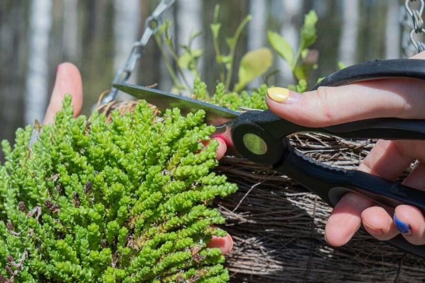 セダムをカットする様子