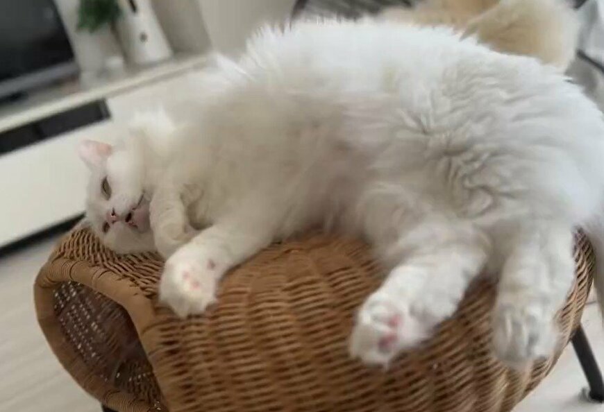 熟睡する猫