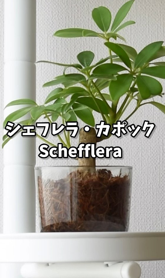 シェフレラ・カポック