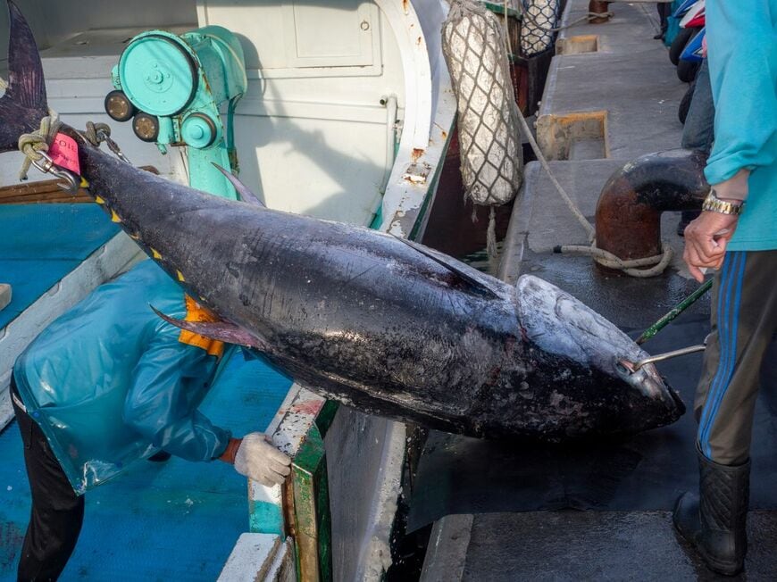 「マグロ」の年間支出金額が高い都市は静岡市