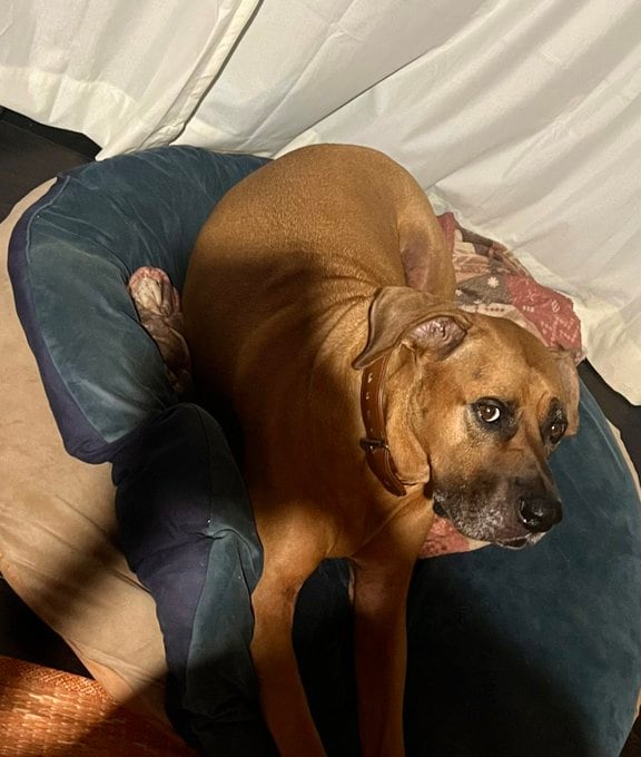 甘えん坊の土佐犬