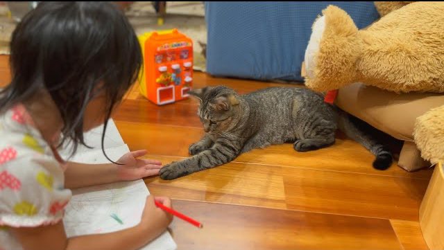 女の子と遊ぶ猫