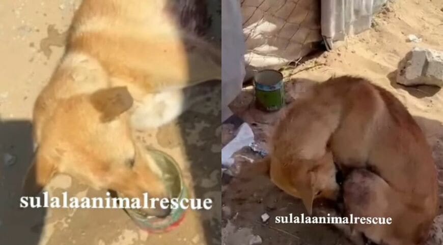 出所：<u><a href="https://www.instagram.com/p/DcjQkxKM3iM/" target="_blank">@sulalaanimalrescue</a></u>