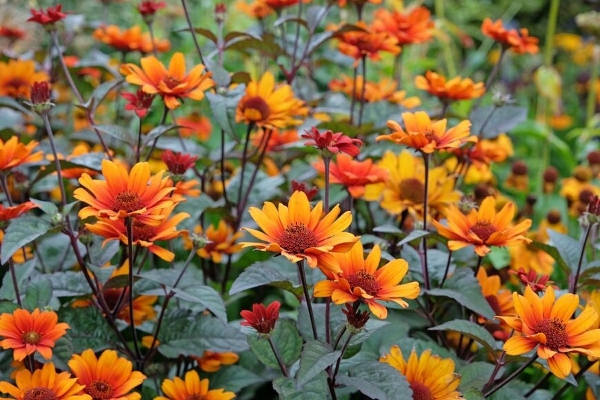 オレンジ色の花が満開のヘリオプシス。葉色は紫がかった濃緑色