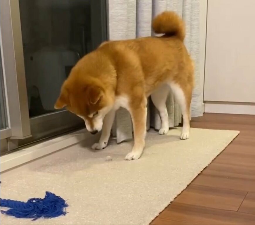 氷ツンツンする柴犬