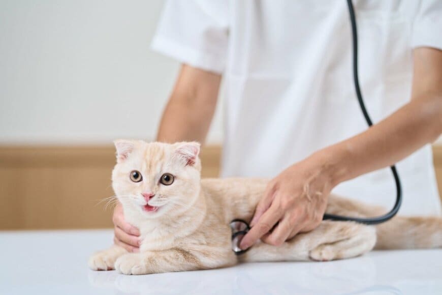 治療中の猫