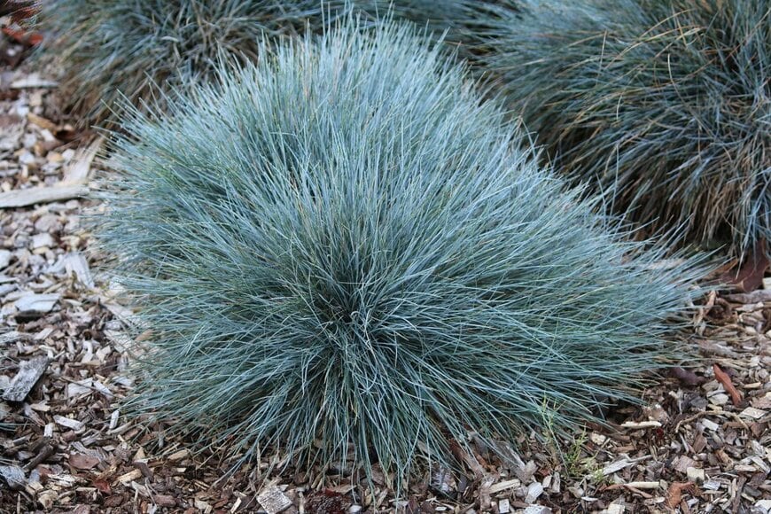 シルバーグリーンの細長い葉をこんもりと茂らせているフェスツカ・グラウカ