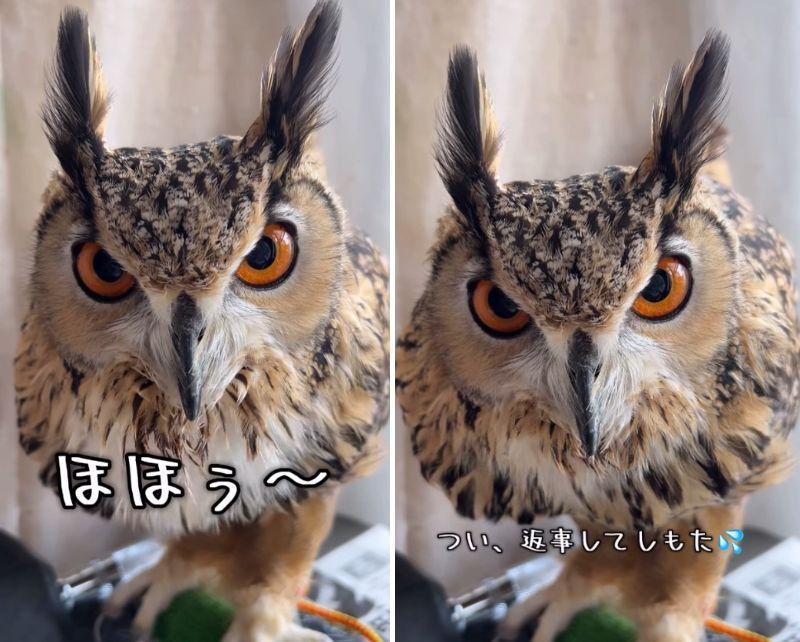 投稿動画のワンシーン