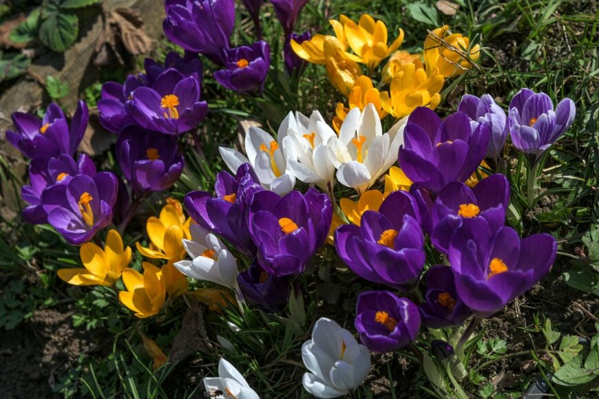 白、紫、黄色の花を咲かせているクロッカス