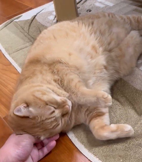 甘えん坊さんな猫