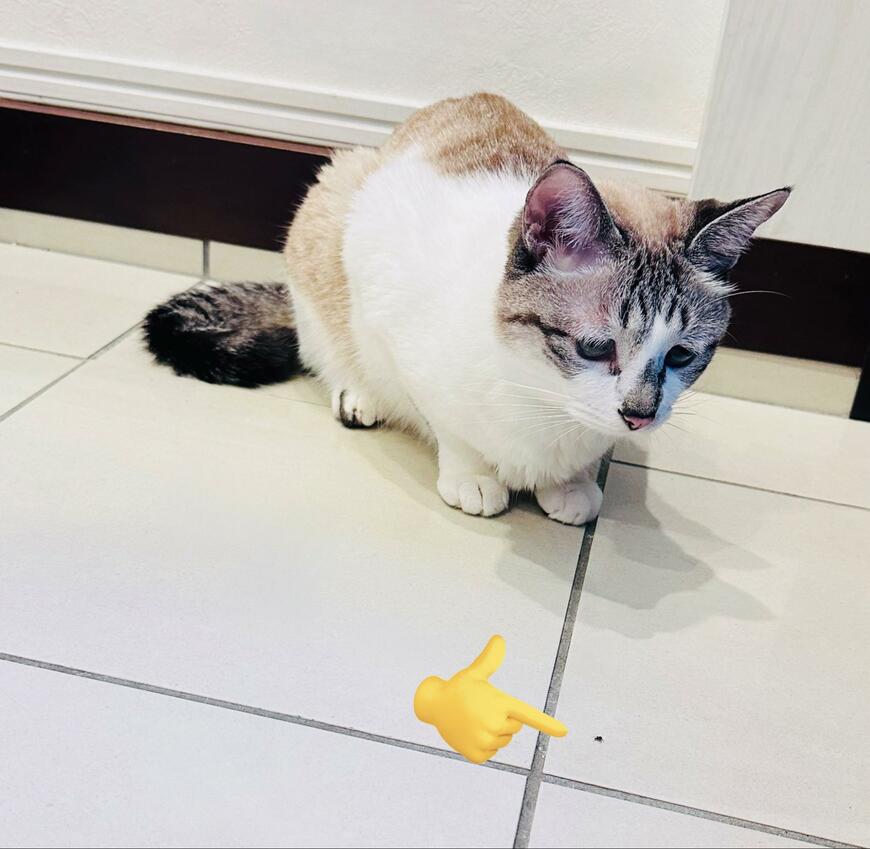 クモを見つめる猫