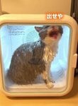 ドライルームから出たい猫と落ち着かせたい飼い主の攻防戦「『あっ…』て感じかわいすぎ」と話題
