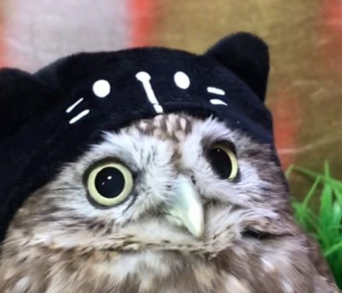 オルゴナイト 大きな笑顔のフクロウさんの小物入れ シュンガイト