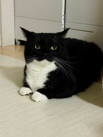 【強い猫】で知られるタキシード柄の猫　強い怒りを出した姿に「頼むから許して」の声