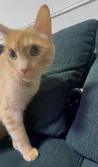 部屋の中をきょろきょろ見回す猫ちゃんが可愛い！黒猫のぬいぐるみに興味津々な理由に納得