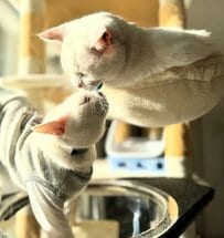 「悪の眼差し」油断した同居猫ちゃんの横で企み顔…？「小悪魔」猫ちゃん登場