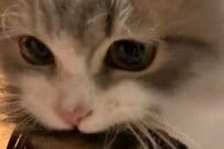 【遊んでアピール】子猫ちゃんが悶絶レベルのかわいさ→「とあること」をする器用な姿に笑ってしまう