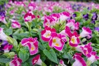 【夏の一年草ガーデニング】初心者も育てやすい「夏の一年草・オシャレ系」厳選8つ