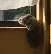 【日光が恋しい！？フクロウ】日向ぼっこ短縮で物足りない！？フクロウが家の中でも日光を求めて窓際に張りつく姿が可愛い