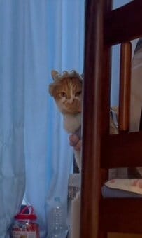 【困惑顔の猫さん】お散歩準備完了！その後に？乗っかった台が動いた時の顔が絶妙で笑ってしまう