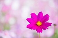 【シニアの貯蓄実態】70歳代の平均貯蓄（平均と中央値）はいくら？ひと月の「生活費」と「年金収入」はどれくらいなのか