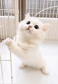 【つかまり立ちする仔猫】ケージをつかむ姿が天使すぎるとメロメロになるユーザー続出