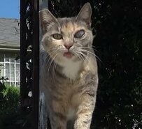 左目に異常が見られた野良猫…眼圧が高く緊急手術→少しずつ元気を取り戻す姿にエールが集まる 
