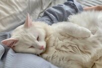 「尊い」元捨て猫さん、高熱の飼い主さんにとった行動に感涙…