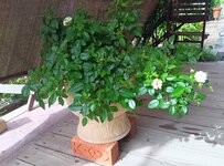 【園芸歴30年ガーデナーが実践】毎年真夏に花咲く「植えてよかった多年草」5選＆夏庭の猛暑対策