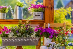 【春のガーデニング】ベランダ寄せ植え花壇をオシャレに作る3つのコツ！おすすめの一年草・多年草5選