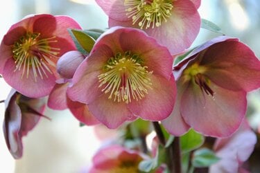 クリスマスローズの育て方！ 様々な花姿【スポット・ブロッチ