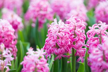 毎年冬～早春に咲く「いい香りの花」多年草＆中低木10選！日陰に強い
