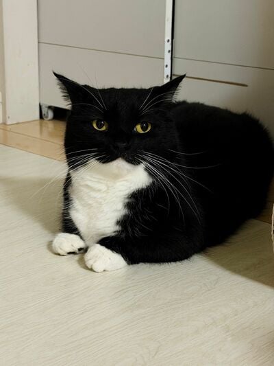 最強な猫で知られる猫