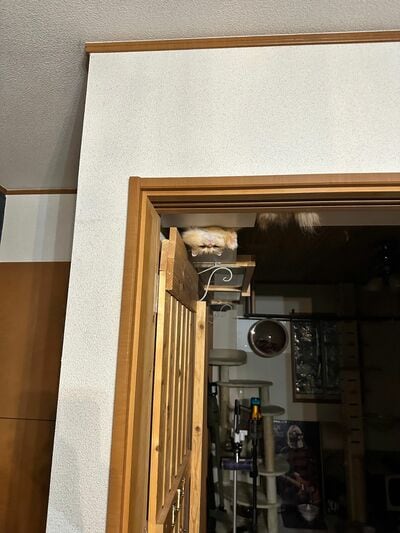 ドアの上のほうをよく見ると&hellip;