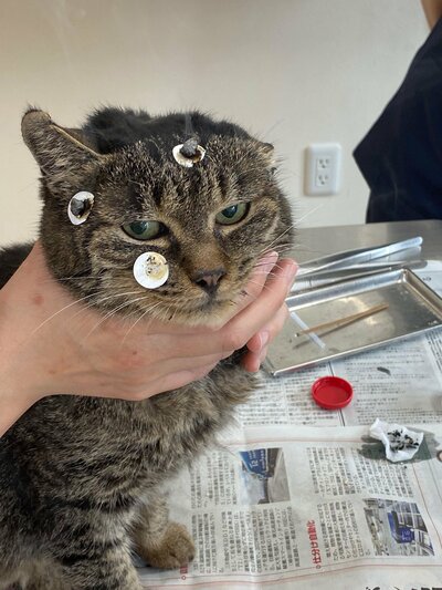 顔にお灸をのせて施術を受ける梅ちゃん