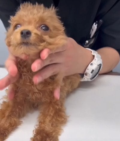 痛みで震えているトイプードルの子犬