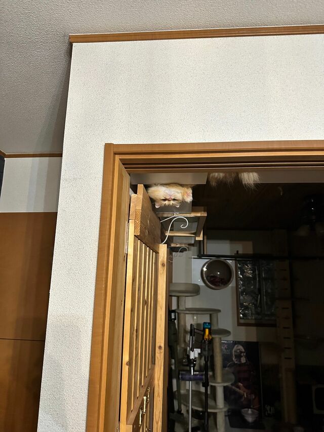 逆さまにお出迎えする猫ちゃんの姿「どうなっとんの？！」「よぉ！って顔」と反響集め1.9万いいね