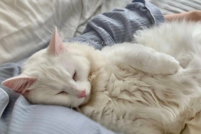 「尊い」元捨て猫さん、高熱の飼い主さんにとった行動に感涙…