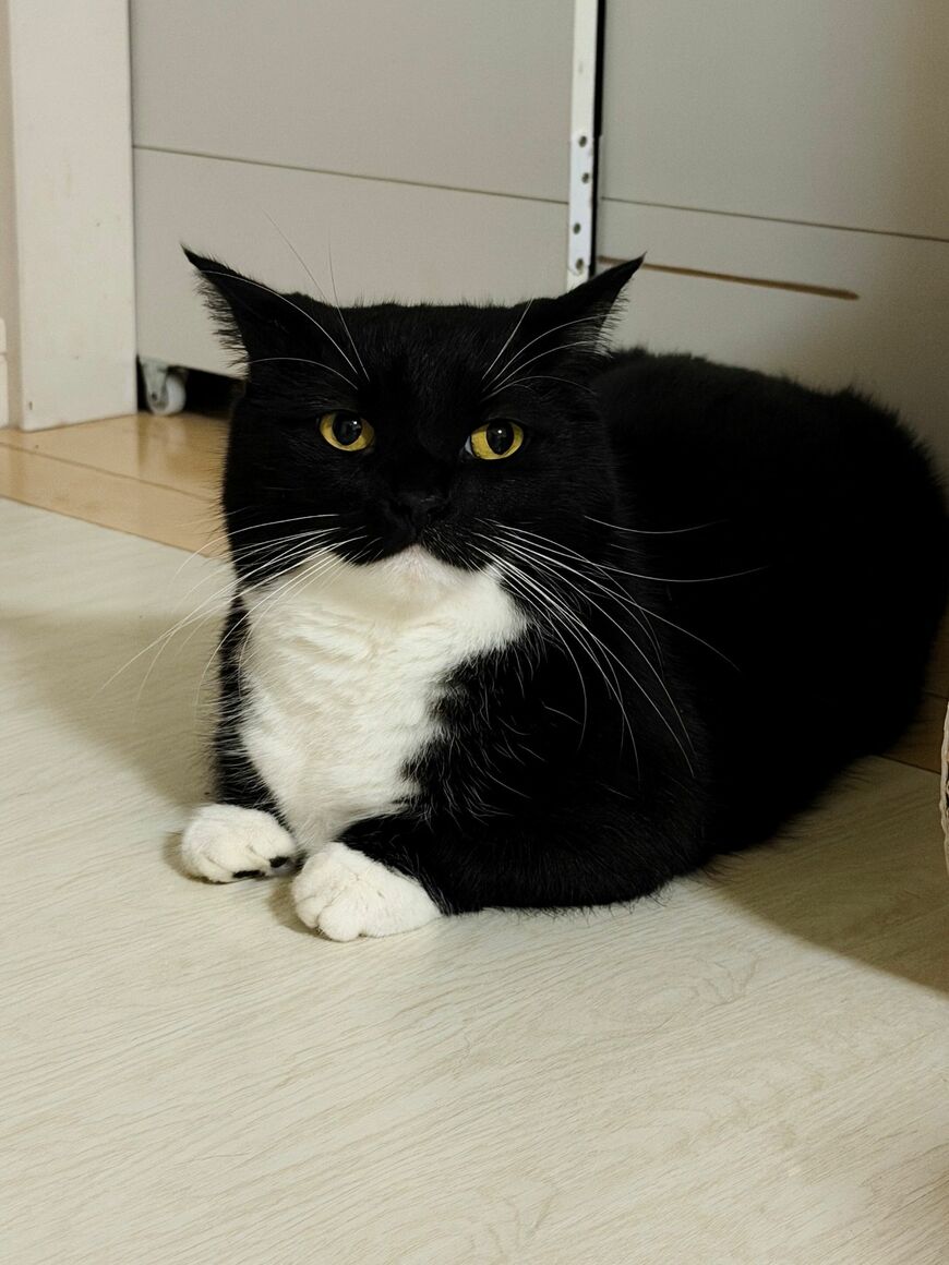【強い猫】で知られるタキシード柄の猫　強い怒りを出した姿に「頼むから許して」の声