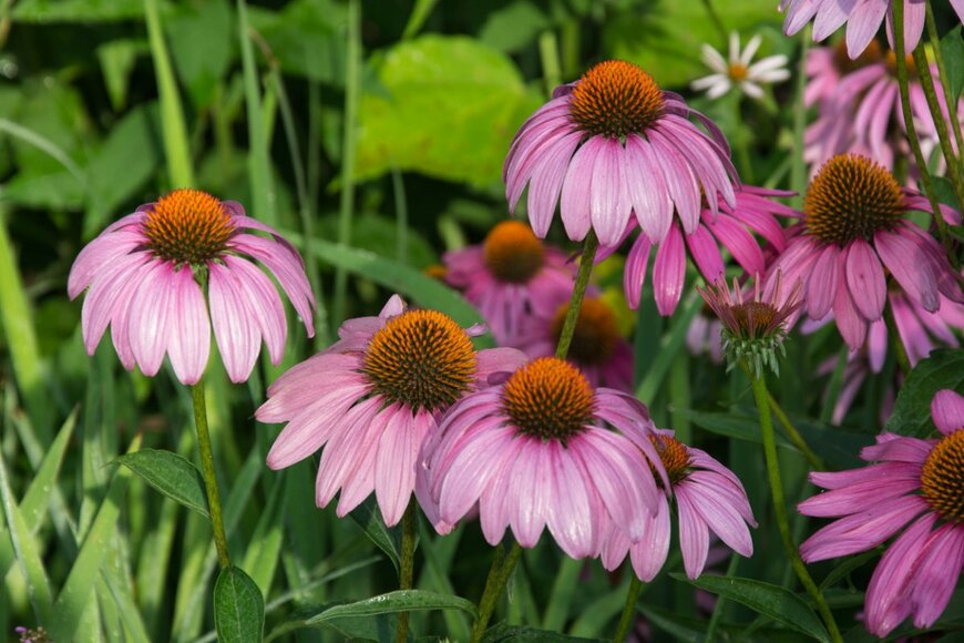 R Doran/shutterstock.com