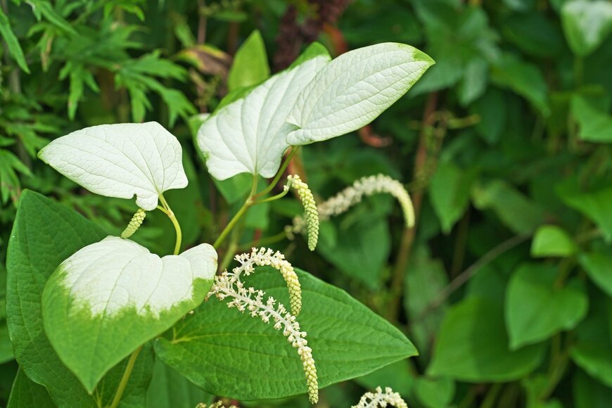 igaguri_1/istockphoto.com