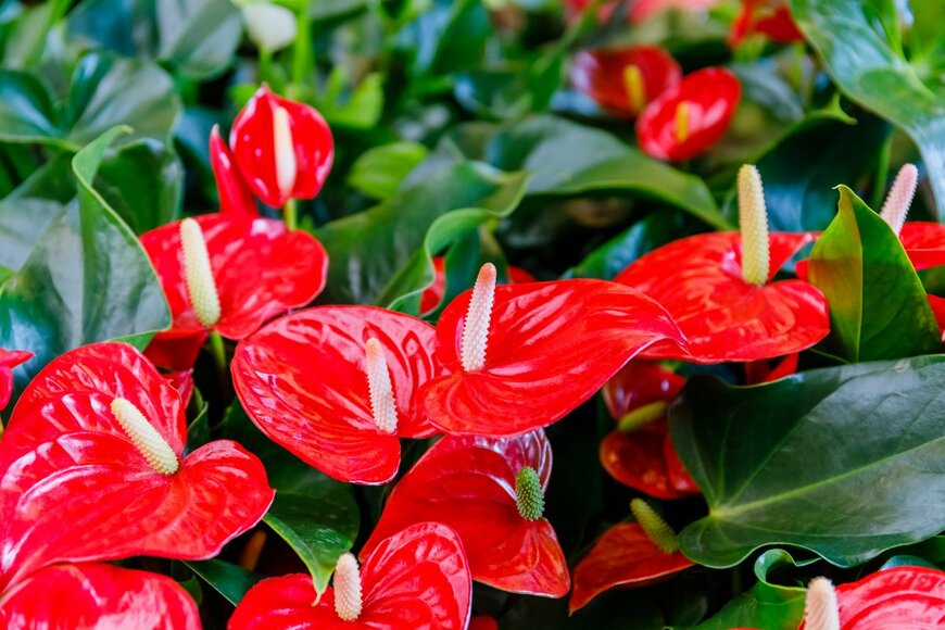 nnattalli/shutterstock.com