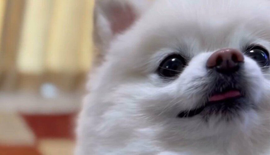 出所：@boku_ponchan