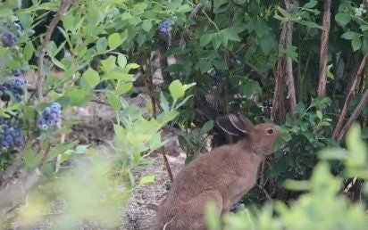 出所：@haskapfarm